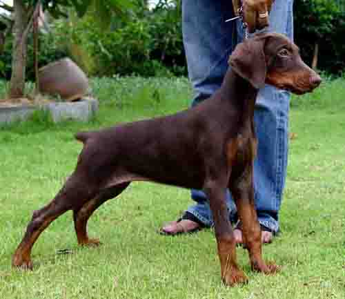 รายการ 93+ ภาพพื้นหลัง ขาย ลูก สุนัข โด เบอร์ แมน คมชัด