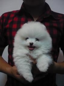 ขายปอมขาวสำลีไซส์เล็ก อายุ2เดือนกว่า ขนแน่นฟู